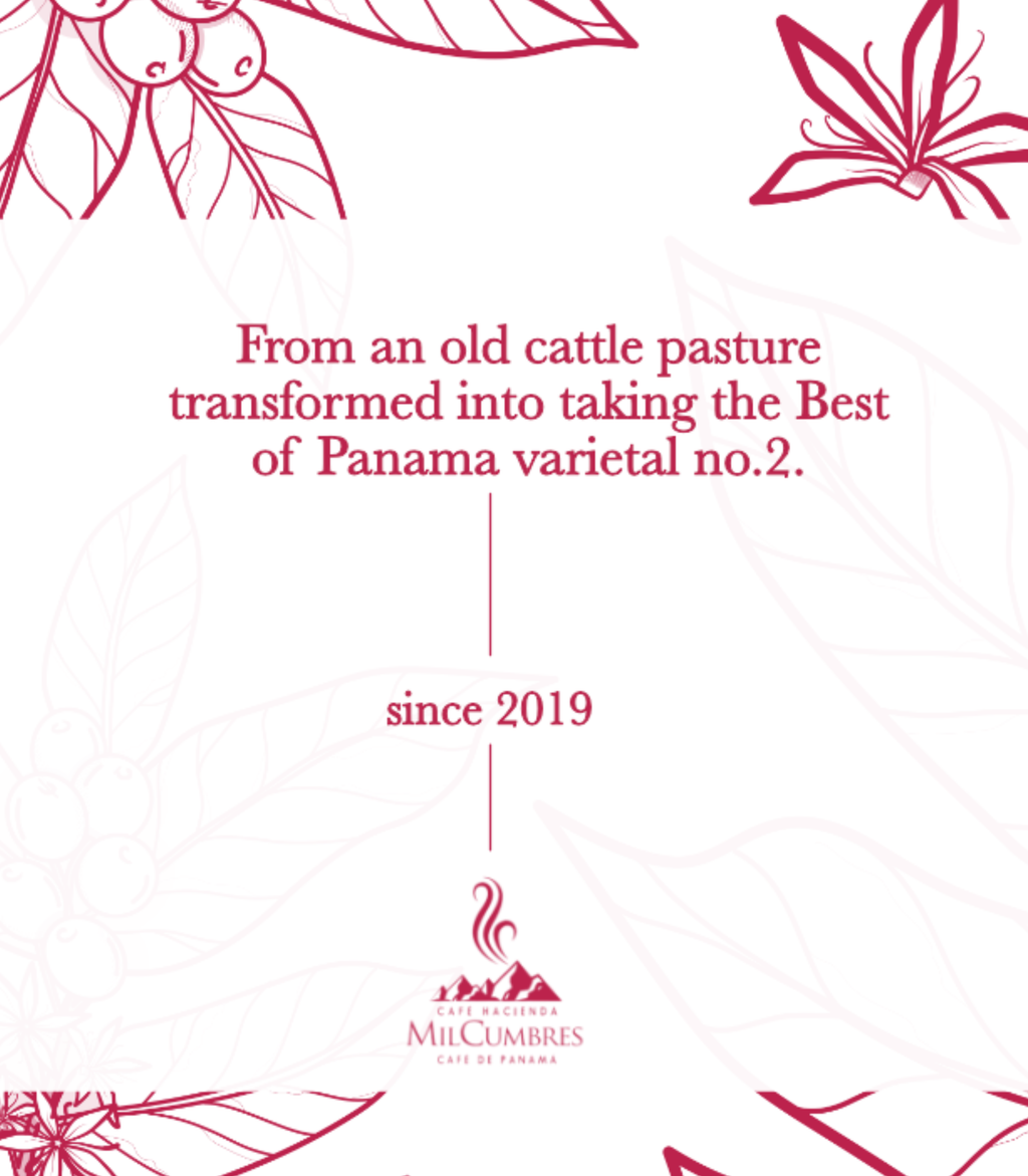 Panama Dream Collection