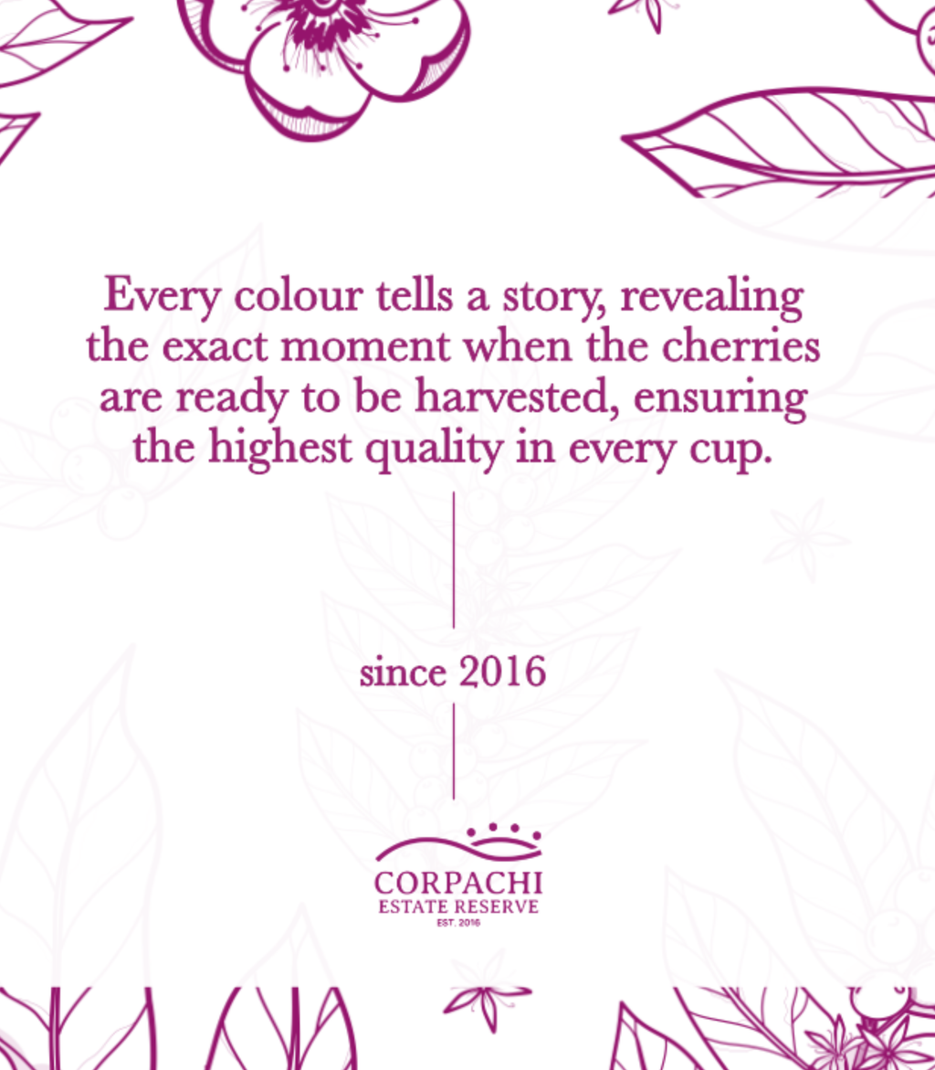 Panama Dream Collection