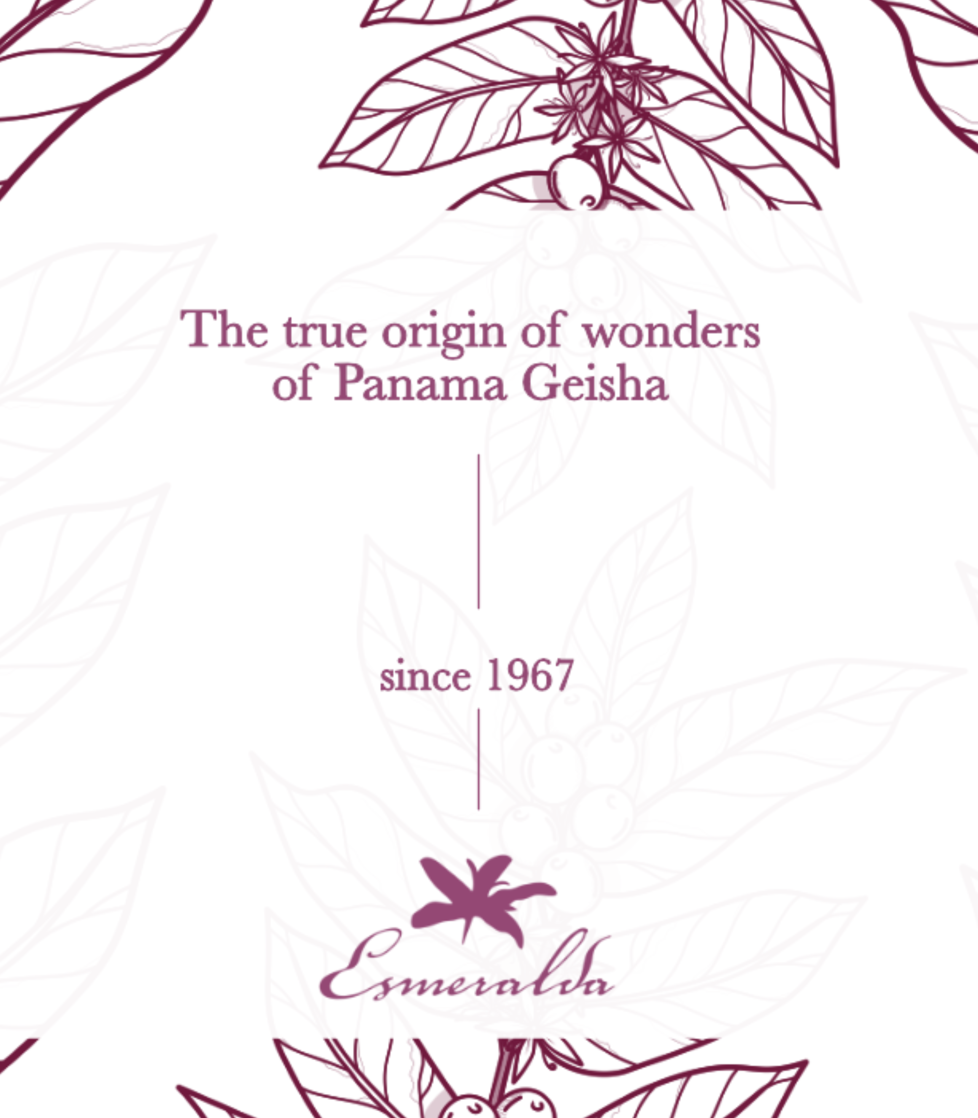 Panama Dream Collection